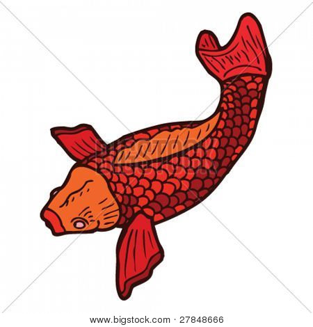 koi carp tattoo drawing