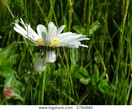 Chyba sliny na Daisy
