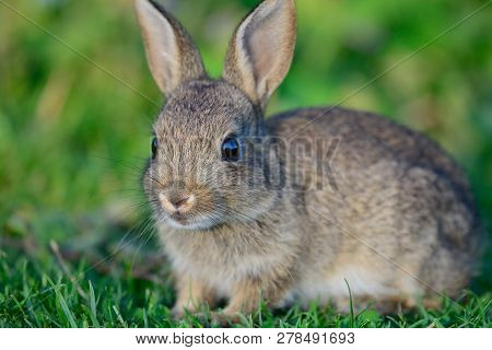 Close Up Of A Baby Rabbit Sitting In A Meadow
