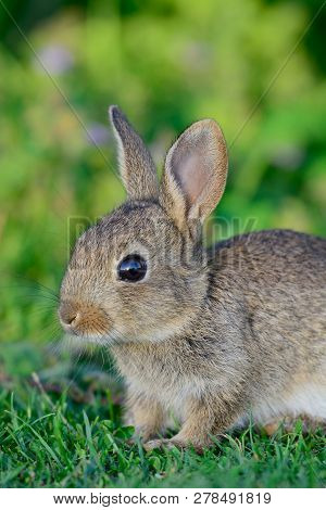 Portrait Of A Baby Rabbit Sitting In A Grassy Field