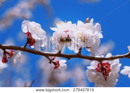 Fruit Tree Flowers Spring / Spring Flowering Fruit Trees