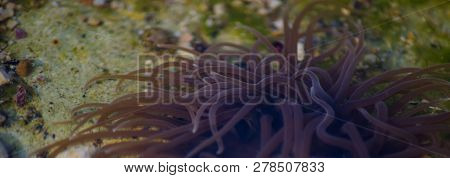 Snakelock Anemone Anemonia Virdus Tentacles In Natural Environment In Mellieha Malta