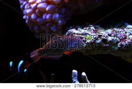 Phase Ornate Leopard Wrasse Fish (macropharyngodon Ornatus)