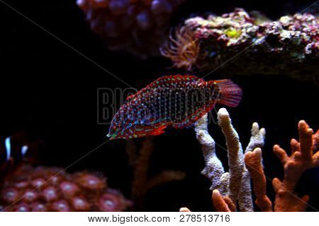 Phase Ornate Leopard Wrasse Fish (macropharyngodon Ornatus)