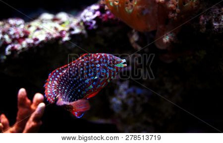 Phase Ornate Leopard Wrasse Fish (macropharyngodon Ornatus)