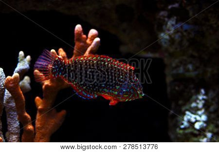 Phase Ornate Leopard Wrasse Fish (macropharyngodon Ornatus)