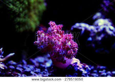 Red Carnation Tree Soft Coral (dendronephthya Sp.)