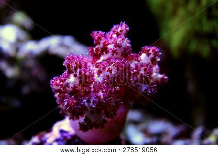 Red Carnation Tree Soft Coral (dendronephthya Sp.)
