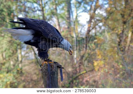 Bald Eagle Perches On Post With Jesses Hanging From Its Legs And A Piece Of Food In Its Mouth.
