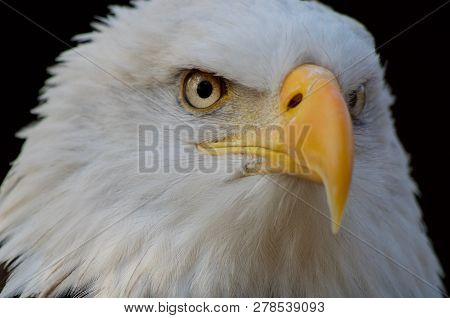 Close Up Of Bald Eagle Staring Strait Ahead Showing Its Stern Expression And Hooked Yellow Beak. Pho