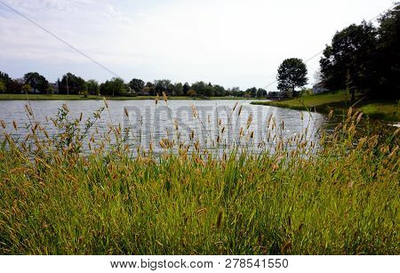 Yellow Foxtail (setaria Pumila), Also Known As Yellow Bristle-grass, Pigeon Grass, And Cattail Grass