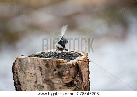 The Coal Tit Parus Ater Sitting On The Stump In The Forest In Winter. Small Bird Is Pecking Seeds