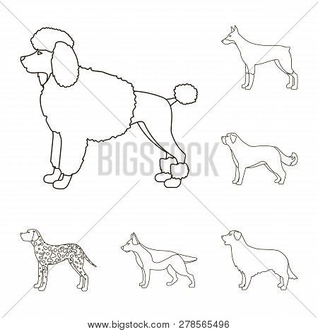 Vector Illustration Of Cute And Puppy Sign. Collection Of Cute And Animal Stock Vector Illustration.