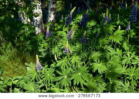 Grassy Field With Purple Lupines Dolly Shot. A Dolly Shot Past Purple Lupines. Full Hd
