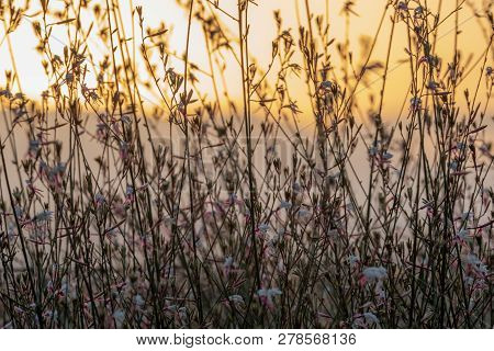 A Gaura Belleza Bush Silhouetted Against A Golden Sunset.