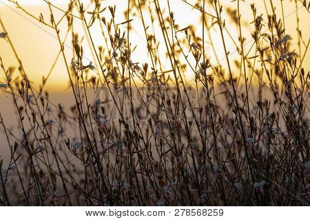 A Gaura Belleza Bush Silhouetted Against A Golden Sunset.