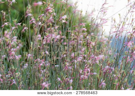A Gaura Belleza Bush With Pink Flowers Moving In The Breeze.