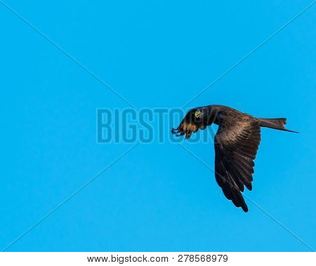 A Yellow Billed Kite (milvus Aegyptius) Flying Against An Empty Blue Sky.