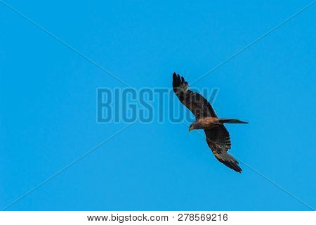 A Yellow Billed Kite (milvus Aegyptius) Hovering In The Air While Hunting.