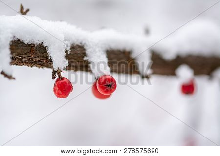Cotoneaster, Dammeri Fruits On Branch. Winter Scenne