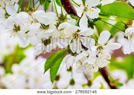 White Cflowers Herry . Flowering Cherries In The Garden