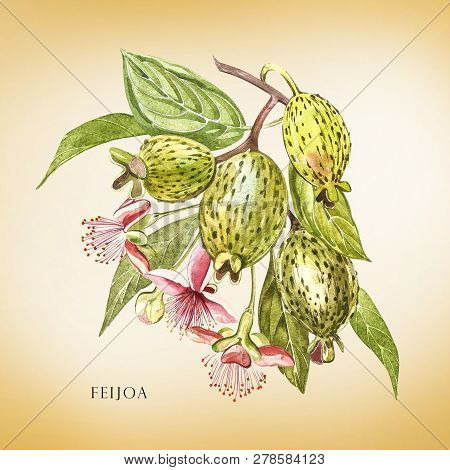 Watercolor Illustration Feijoa Plant. Hand Drawn Watercolor Painting On White Background. Watercolor