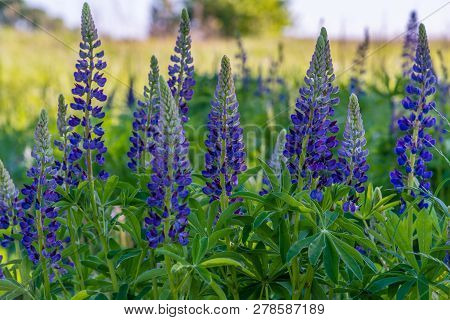 Grassy Field With Purple Lupines Dolly Shot. A Dolly Shot Past Purple Lupines.