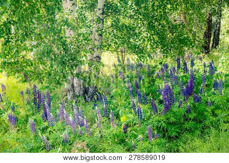Grassy Field With Purple Lupines Dolly Shot. A Dolly Shot Past Purple Lupines.