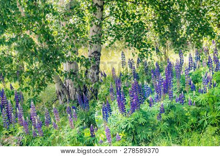 Grassy Field With Purple Lupines Dolly Shot. A Dolly Shot Past Purple Lupines.