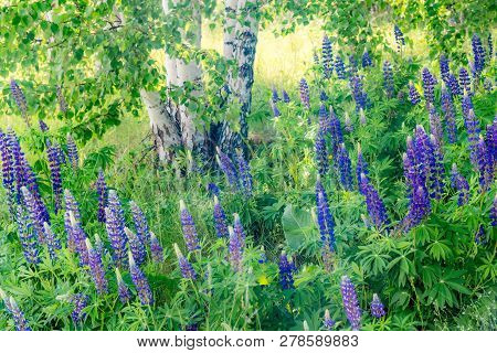 Grassy Field With Purple Lupines Dolly Shot. A Dolly Shot Past Purple Lupines.