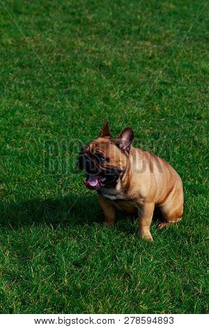Dog Breed French Bulldog Is Sitting On Green Grass