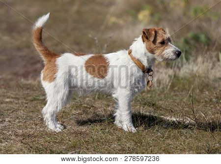 Beautiful Jack Russell Terrier Pet Dog Puppy Standing In The Grass