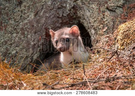 Stone Marten, Martes Foina, With Clear Green Background. Detail Portrait Of Forest Animal. Small Pre