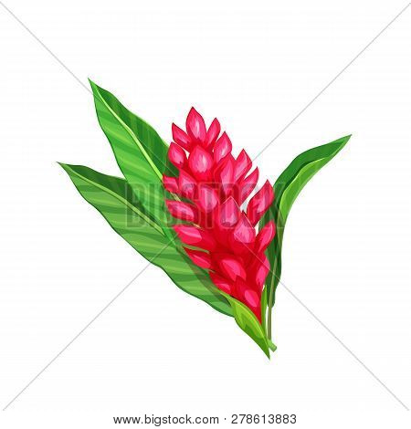 Ginger Flower, Tropical Flower. Cartoon Style Vector Illustration