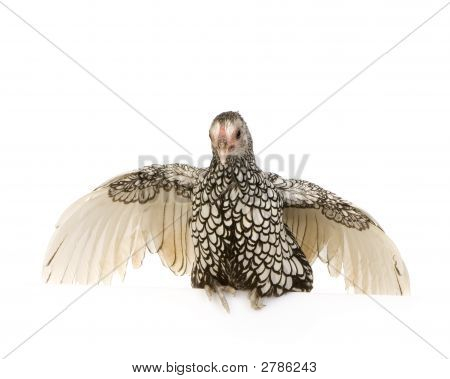 Sebright Bantams