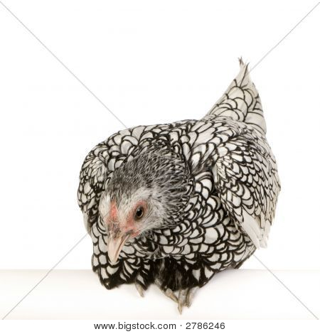 Sebright Bantams