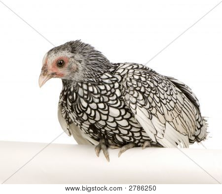 Sebright Bantams