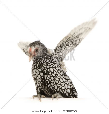 Sebright Bantams