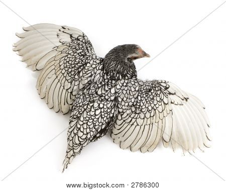 Sebright Bantams