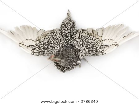Sebright Bantams