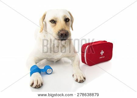 Sick Dog. Labrador  Lying Down With A Elastic Blue Bandage Or  Band On Foot Or Paw And A Emergency  