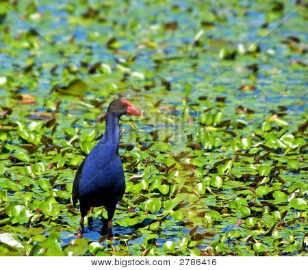 Gallinella d'acqua