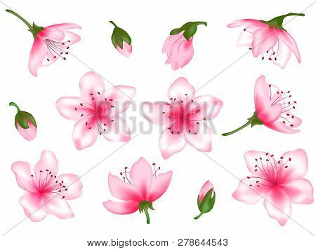 Spring Flower Blossom Vector Illustration Set. Pink Blooming Cherry, Sakura, Peach, Apple, Plum Or A