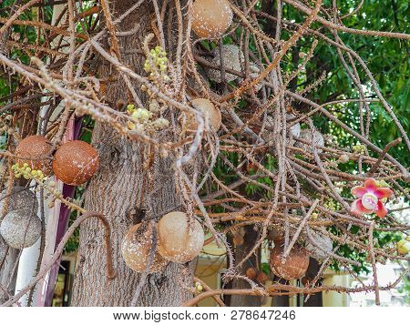 Beautiful Focus Cannonball Flower Of Cannonball Tree In The Park