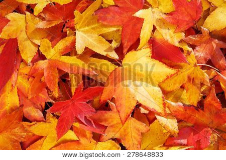 Bright, Warm Autumn Foliage Of Yellow Color On The Earth In Sunny Weather. Warm Autumn Day Backgroun