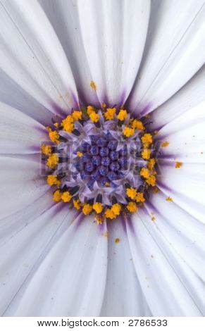 Fantasy Daisey makro skud
