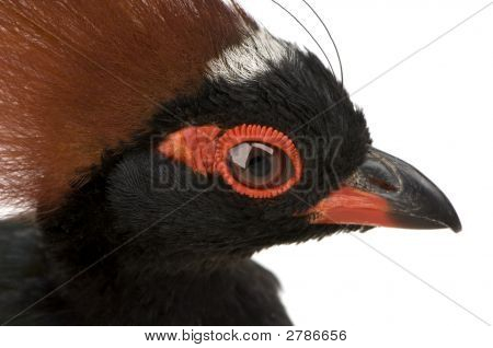 Chocholatý dřevo Partridge - Rollulus Rouloul