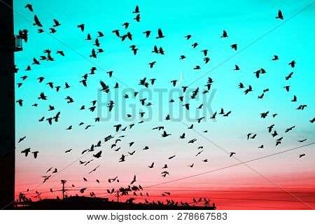 Groups Of Birds Flying Above Roof At Sunset On Moon Background. Birds Silhouettes Above Building Sil