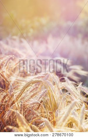 Spelt (triticum Spelta). Cereal. Grain Crop, Species Of The Genus Corn