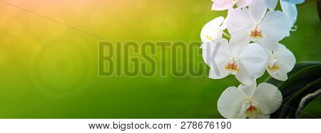 White Orchid Flowers Isolated On Colorful Background.
